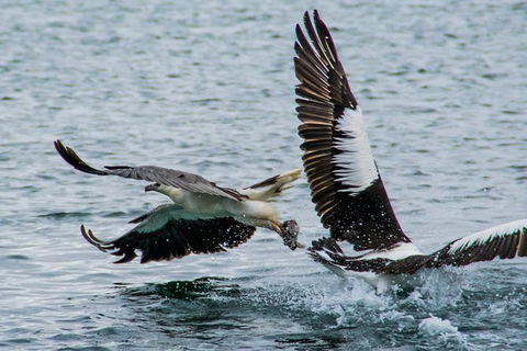 Albany Wildlife And Scenic Cruise - eAccommodation 4