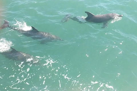 Pirate Ship Lunch Cruise (1.5hr) - eAccommodation 8