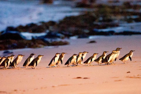 Phillip Island Penguin Parade Entry And Express Shuttle From Melbourne - eAccommodation 0
