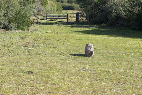 Wilsons Promontory Walking And Sightseeing Tour From Phillip Island - eAccommodation 9