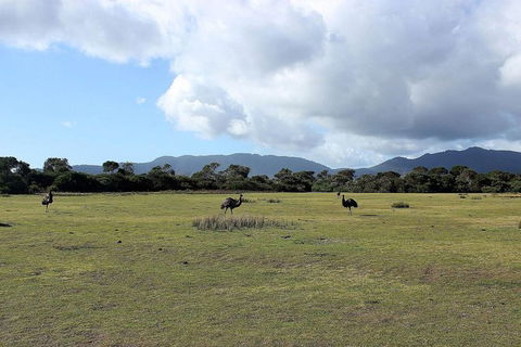 Wilsons Promontory Walking And Sightseeing Tour From Phillip Island - eAccommodation 8