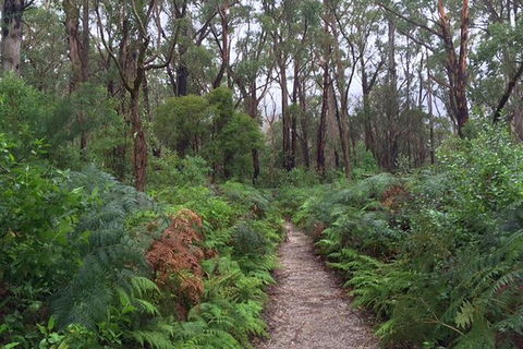 Wilsons Promontory Walking And Sightseeing Tour From Phillip Island - eAccommodation 6