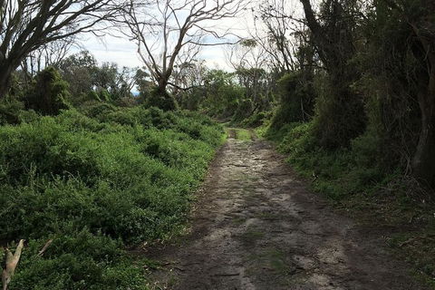 Phillip Island Walking & Bird Watching Tour - eAccommodation 10