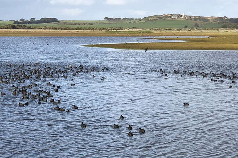 Phillip Island Walking & Bird Watching Tour - eAccommodation 6