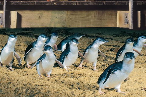 Half Day Phillip Island Penguin Parade PLUS Tour - eAccommodation 0