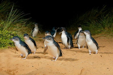 Private Tour To Phillip Island With Ranger Guided Experience - eAccommodation 0
