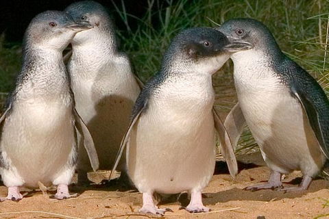 Private Phillip Island Penguin Tour With Personal Tour Guide - eAccommodation 2