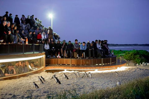 Pure Nature - Phillip Island, Penguins & Exclusive Wildlife Sanctuary Encounter - eAccommodation 1