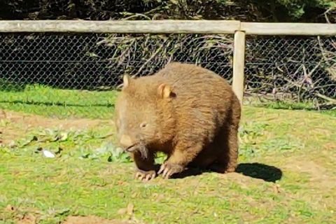 Pure Nature - Phillip Island, Penguins & Exclusive Wildlife Sanctuary Encounter - eAccommodation 4