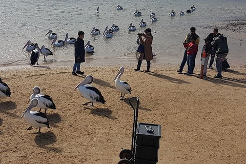 Pure Nature - Phillip Island, Penguins & Exclusive Wildlife Sanctuary Encounter - eAccommodation 2