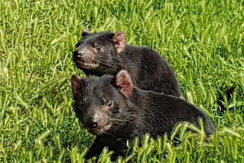 Pure Nature - Phillip Island, Penguins & Exclusive Wildlife Sanctuary Encounter - eAccommodation 8