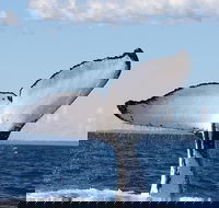 Phillip Island Whale Watching Tour - eAccommodation