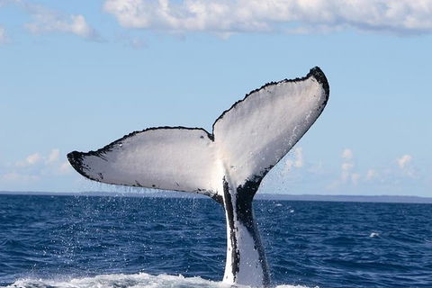 Phillip Island Whale Watching Tour - eAccommodation 5