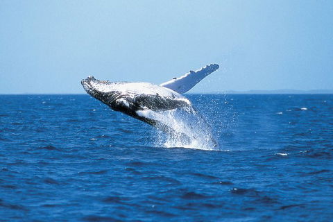 Phillip Island Whale Watching Tour - eAccommodation 3