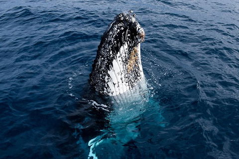 Phillip Island Whale Watching Tour - eAccommodation 6
