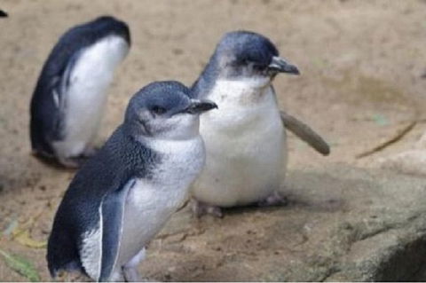 Phillip Island Tour Including Phillip Island Penguin Parade - eAccommodation 1