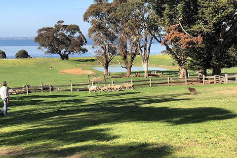 Phillip Island Tour Including Phillip Island Penguin Parade - eAccommodation 8