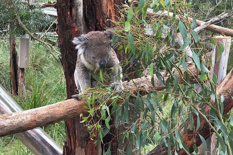 Phillip Island Tour Including Phillip Island Penguin Parade - eAccommodation 3