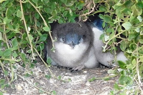 Phillip Island Tour Including Phillip Island Penguin Parade - eAccommodation 7