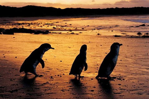 Phillip Island Penguin Parade, Brighton Bathing Boxes And Wildlife Park Tour - eAccommodation 0