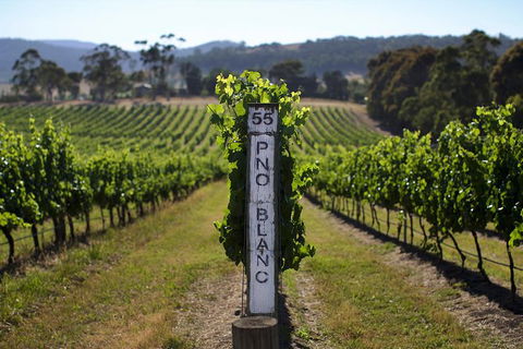 Small Group 6 Guests: Ultimate Yarra Valley Food And Wine - Mercedes Van - eAccommodation 8
