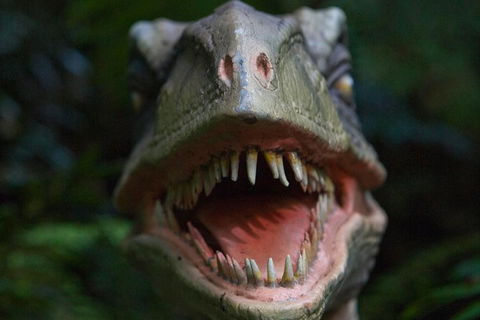 Adventure Sunset Three Day Great Ocean Road Tour - eAccommodation 16