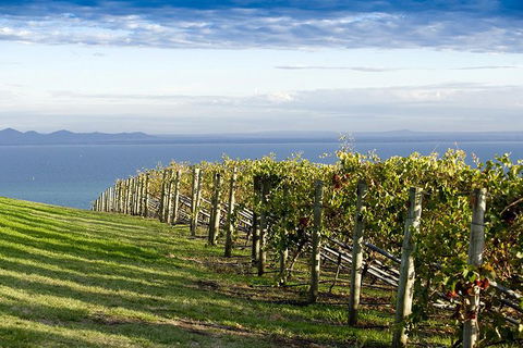 Around The Bay Food And Wine Taste Trail - eAccommodation 5