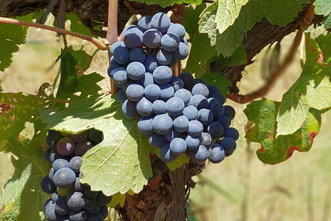 Wine Tasting Tour In The Yarra Valley - eAccommodation 1