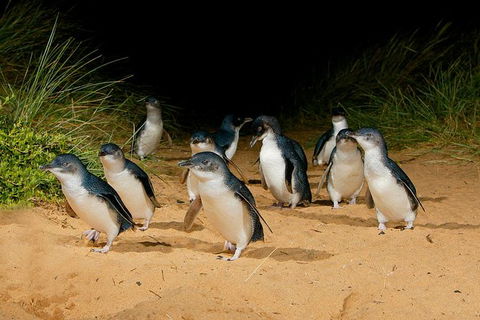 Phillip Island And French Island Wildlife Expedition - eAccommodation 8