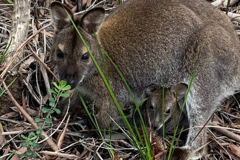 Wineglass Bay Explorer Active Day Trip From Launceston - eAccommodation 21