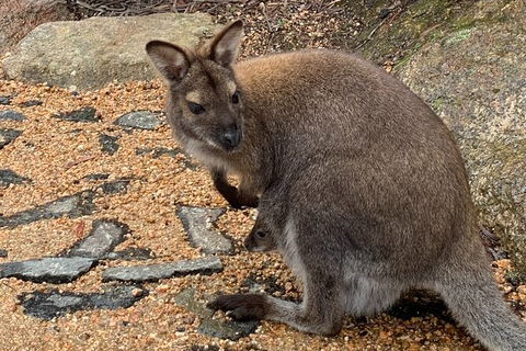 Wineglass Bay Explorer Active Day Trip From Launceston - eAccommodation 20
