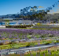 Private Tasman Peninsula Cruise Ship Tour from Port Arthur - eAccommodation