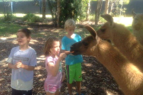 Unguided Family Llama Walk - eAccommodation 0