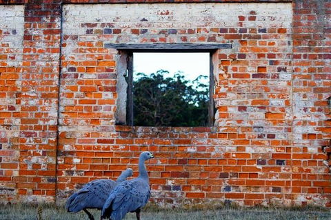 Private Maria Island Hiking Tour With Gourmet Lunch - eAccommodation 0