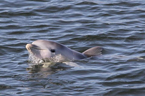 Adelaide Dolphin Sanctuary And Ships Graveyard Kayak Tour - eAccommodation 6