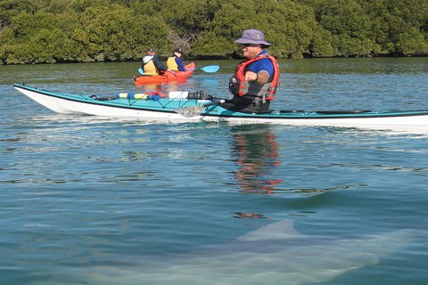 Adelaide Dolphin Sanctuary And Ships Graveyard Kayak Tour - eAccommodation 5