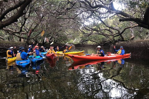 Adelaide Dolphin Sanctuary And Ships Graveyard Kayak Tour - eAccommodation 10