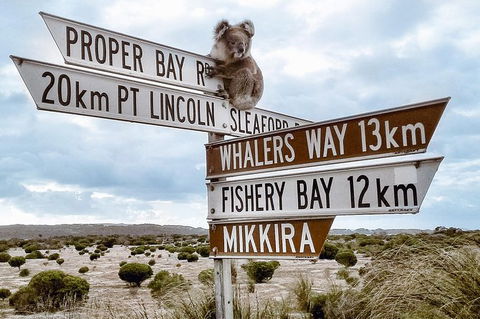 Private Port Lincoln Day Tour: Tasting Eyre - eAccommodation 0