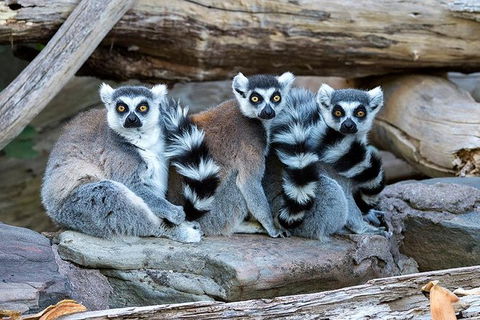 Adelaide Zoo Behind The Scenes Experience: Lemur Feeding - eAccommodation 1
