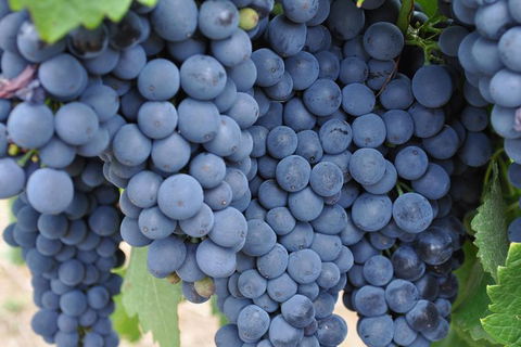 Adelaide Hills Day Tour. Winery Cellar Doors - eAccommodation 7