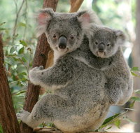 Lone Pine Koala Sanctuary Day Pass - eAccommodation
