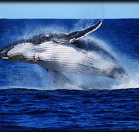 Whale Watching Cruise from Redcliffe Brisbane or the Sunshine Coast - eAccommodation