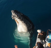 Hervey Bay Whale Watching Experience - eAccommodation