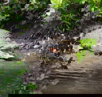 Whitsunday Crocodile Safari including Lunch - eAccommodation