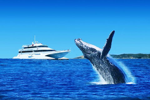Tangalooma Island Resort Classic Whale Watching Day Cruise - eAccommodation 0