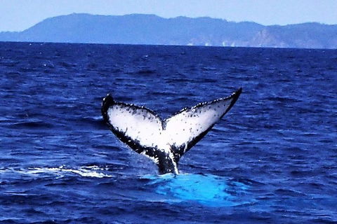 3 Day Whitsundays Sailing And Diving Adventure: Kiana - eAccommodation 5