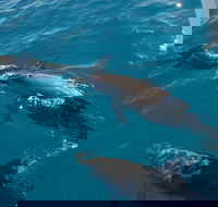 Fraser Island  Dolphin Sailing Adventure - eAccommodation