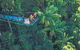 Tamborine Mountain Daily Service, Treetop Challenge And Thunderbird Park - thumb 12