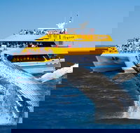 Spirit of Hervey Bay Whale Watching Cruise - eAccommodation