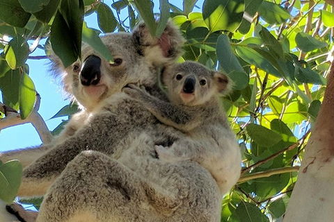 Magnetic Island Tour: Maggie Comprehensive - eAccommodation 4